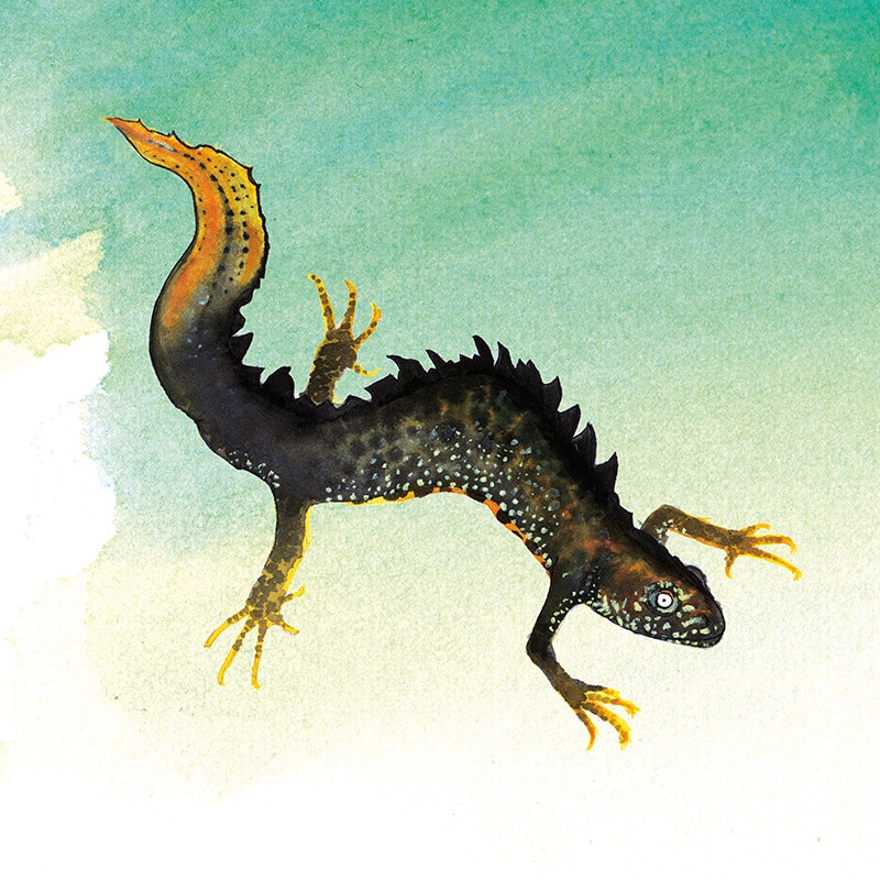 crested-newt