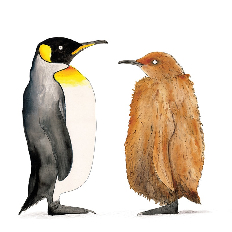 king-penguin