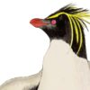 rockhopper penguin giclee print