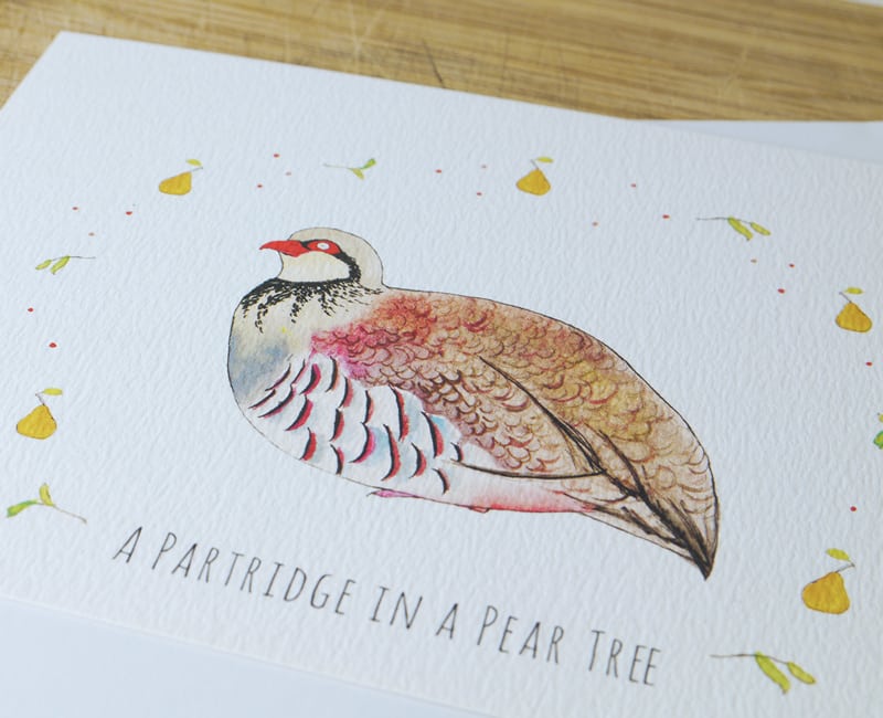 partridge-front