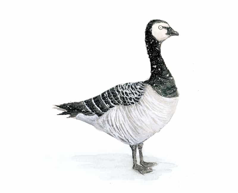 barnacle-goose
