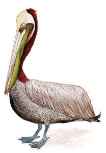 Brown pelican (pelicanus occidentalis) – Fur Feathers and Tails