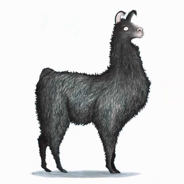 black-llama