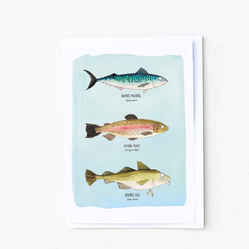 mackerel-cod-trout