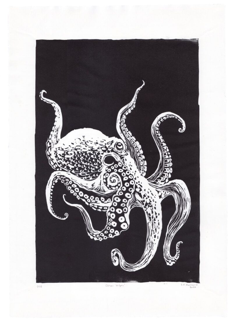 octopus_black_1000_1394-white